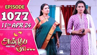 Anbe Vaa Serial | Episode 1077 | 11th Apr 2024 | Virat | Shree Gopika | Saregama TV Shows Tamil