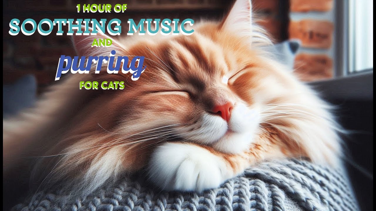 1 Hour Soothing Music & Purring Sounds for Cats 🐈 Relaxing Stress ...