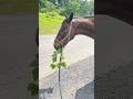 散歩中に、おっちゃんから草もらった🐴 #サチモ #馬も気を使います #ありがとうございます #人々との交流 #horse