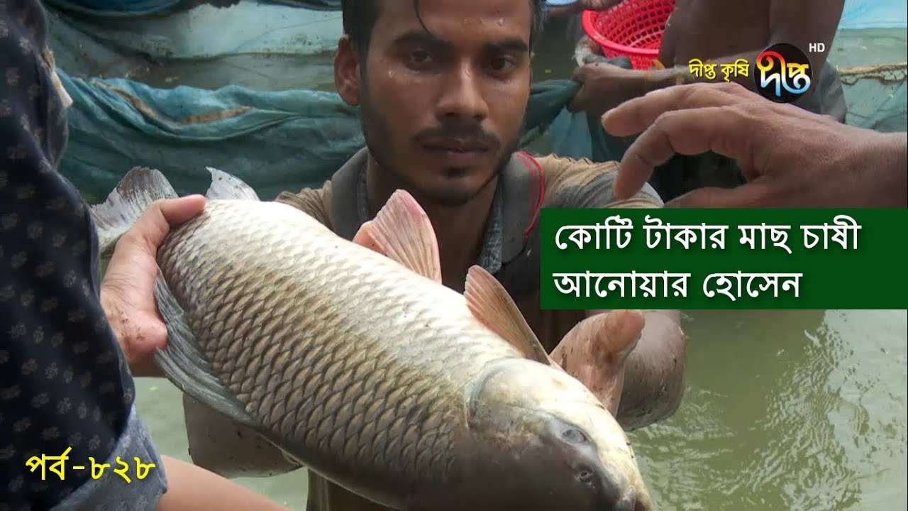 Deepto Krishi/দীপ্ত কৃষি-  কোটি টাকার মাছ চাষী আনোয়ার হোসেন | জয়পুরহাট| deepto tv