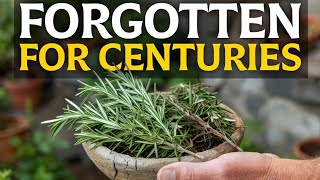 24 Compounds in One Plant — Why Did We Stop Using Rosemary? | Seedly 🌱