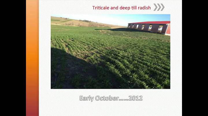 Grazing Cover Crops and Benefits for Livestock Ope...