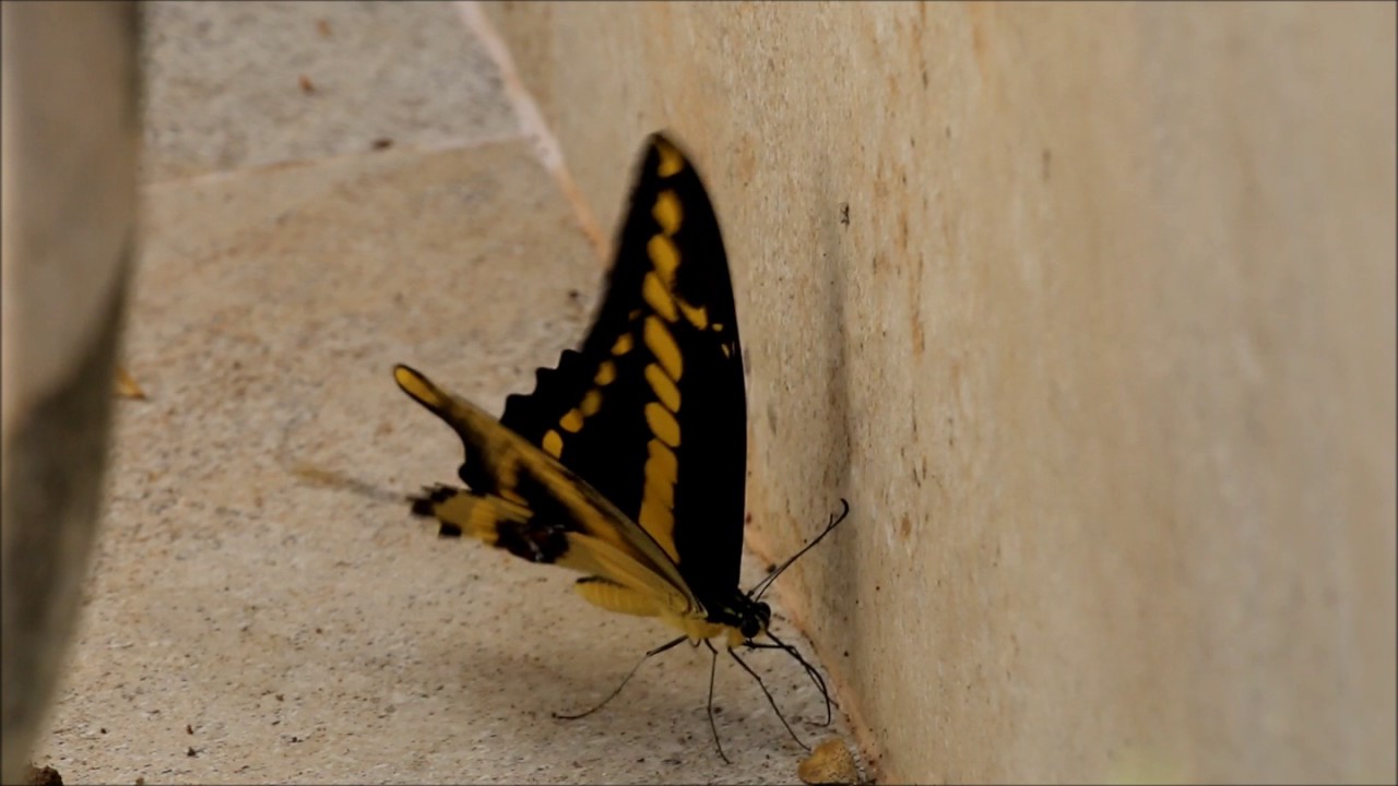 Papilio thoas brasiliensis (Papilionidae: Papilioninae: Papilionini) - borboleta caixão-de-defunto