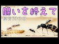 #28【蟻の観察】闘いを終えて【飼育63日目】