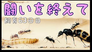 #28【蟻の観察】闘いを終えて【飼育63日目】