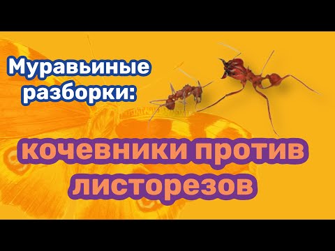 Муравьиные разборки: кочевники