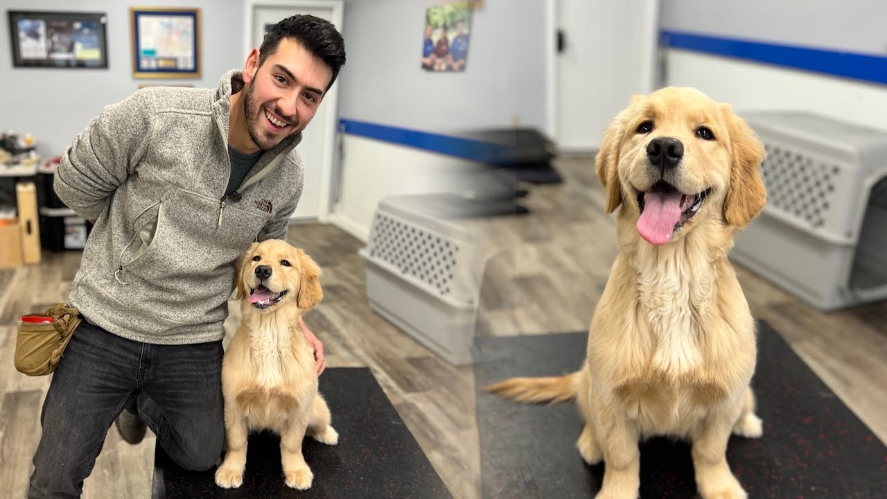 Golden Retriever Puppy Training | Attention, Leash Manners & Obedience - Harley