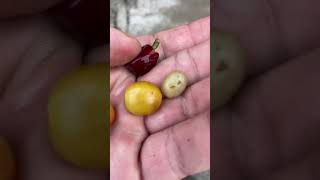 Two beans in a coffee cherry