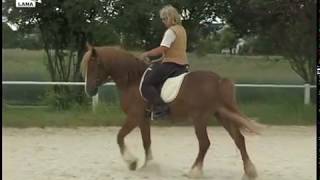 Einfach reiten lernen 3 (DVD Lehrvideo) Kerstin Diacont