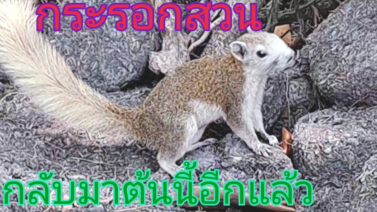 กระรอกสวนตัวนี้ไปไกลแต่ก็กลับมาต้นเดิมตัวอื่นไปไกลมาก