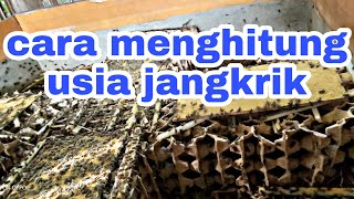 INILAH CARA MENENTUKAN USIA JANGKRIK