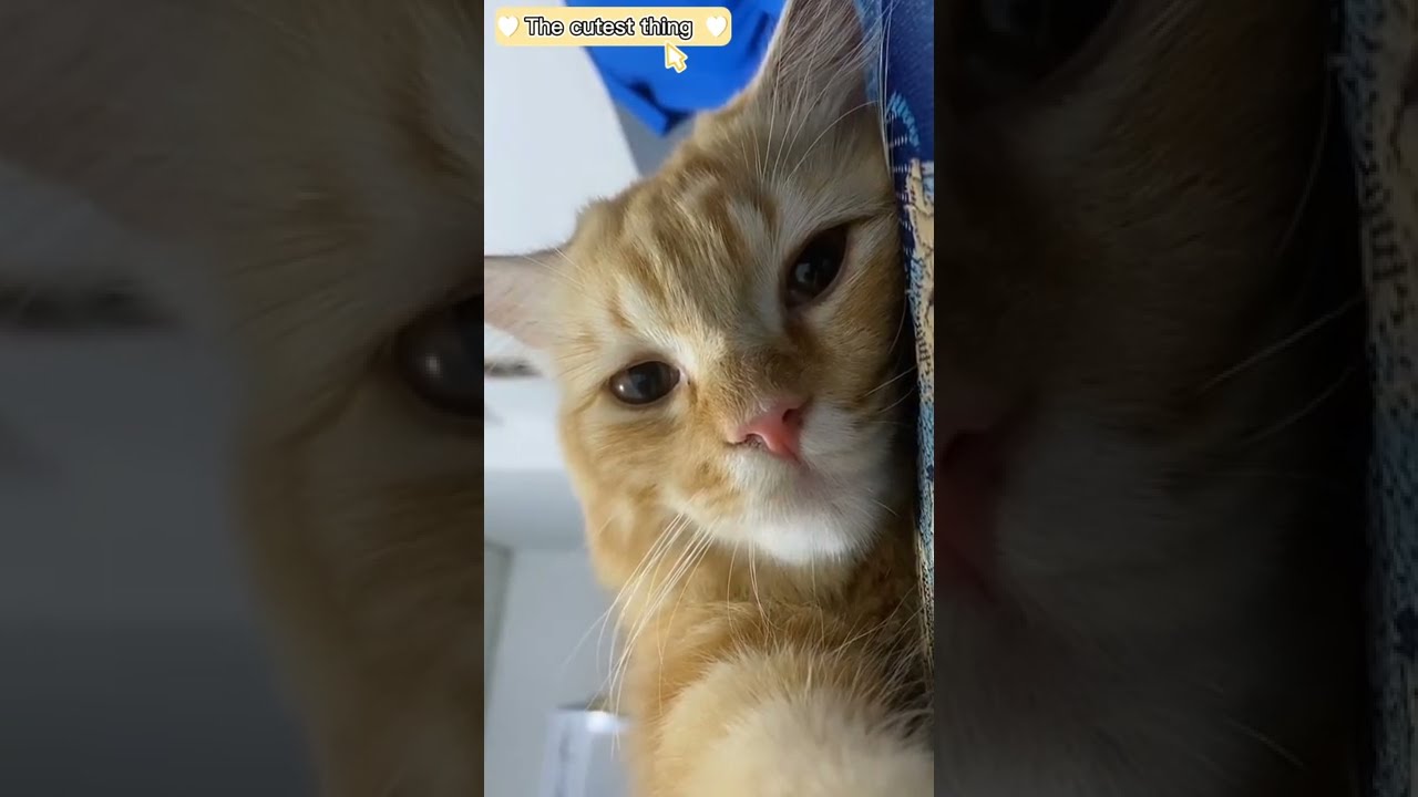 cute cats you've never seen before 🥺