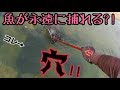 穴に網を突っ込むと魚が捕れまくる‼︎ ガサガサ実況#1
