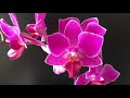 Орхидея Мукалла ... мультифлора ... неповторимая красавица )))
