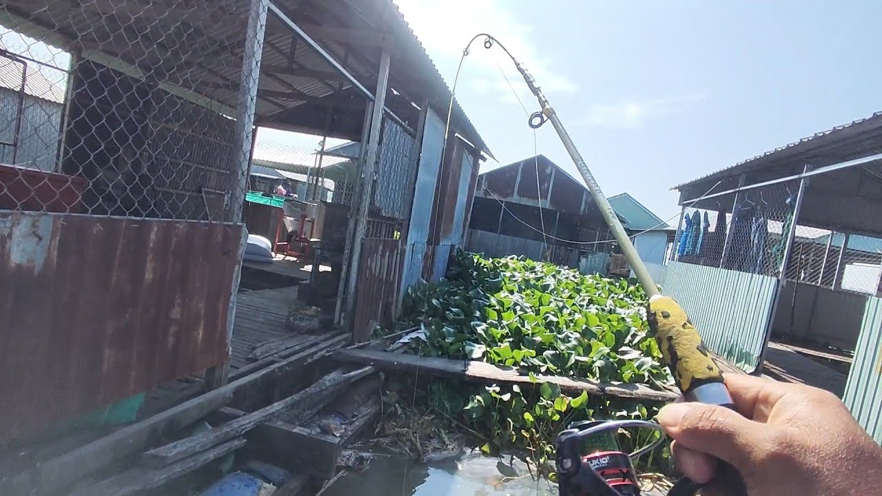 Câu Trúng Ổ Tôm Nhỏ Kéo Lai Rai #cùlaotâyvlog