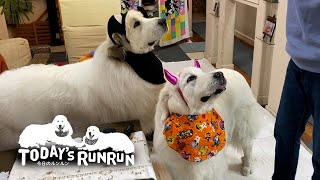 ハロウィンの仮装をしたルンルンとアランです　Great Pyrenees　グレートピレニーズ