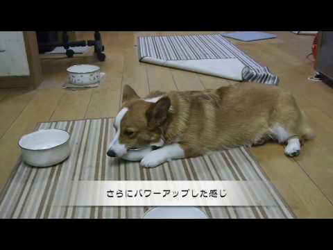 2017　チビチビのマイブーム