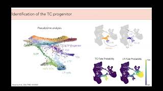 [Yoselin Paucar Iza] Ontogeny and transcriptional regulation of Thetis cells