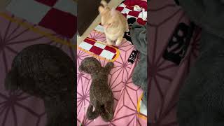 ぬいぐるみに襲いかかる猫