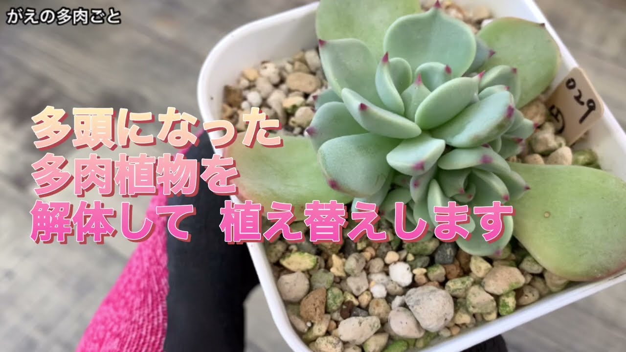 多頭になった多肉植物を解体して植え替えます - YouTube