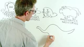 Octopi, Platypi, Walri, Oh My!