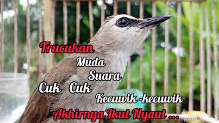 Trucukan muda memanggil Jantan Suara Birahi Ngecuplik 100% pancingan trucukan gacor agar BUNYI EMOSI