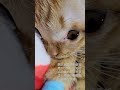 週命日動画配信予告#ともぞう
