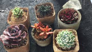 || WHAT IF THE SUCCULENT GETS TOO MUCH SUNLIGHT ? || SUCCULENT CARE TIPS ||