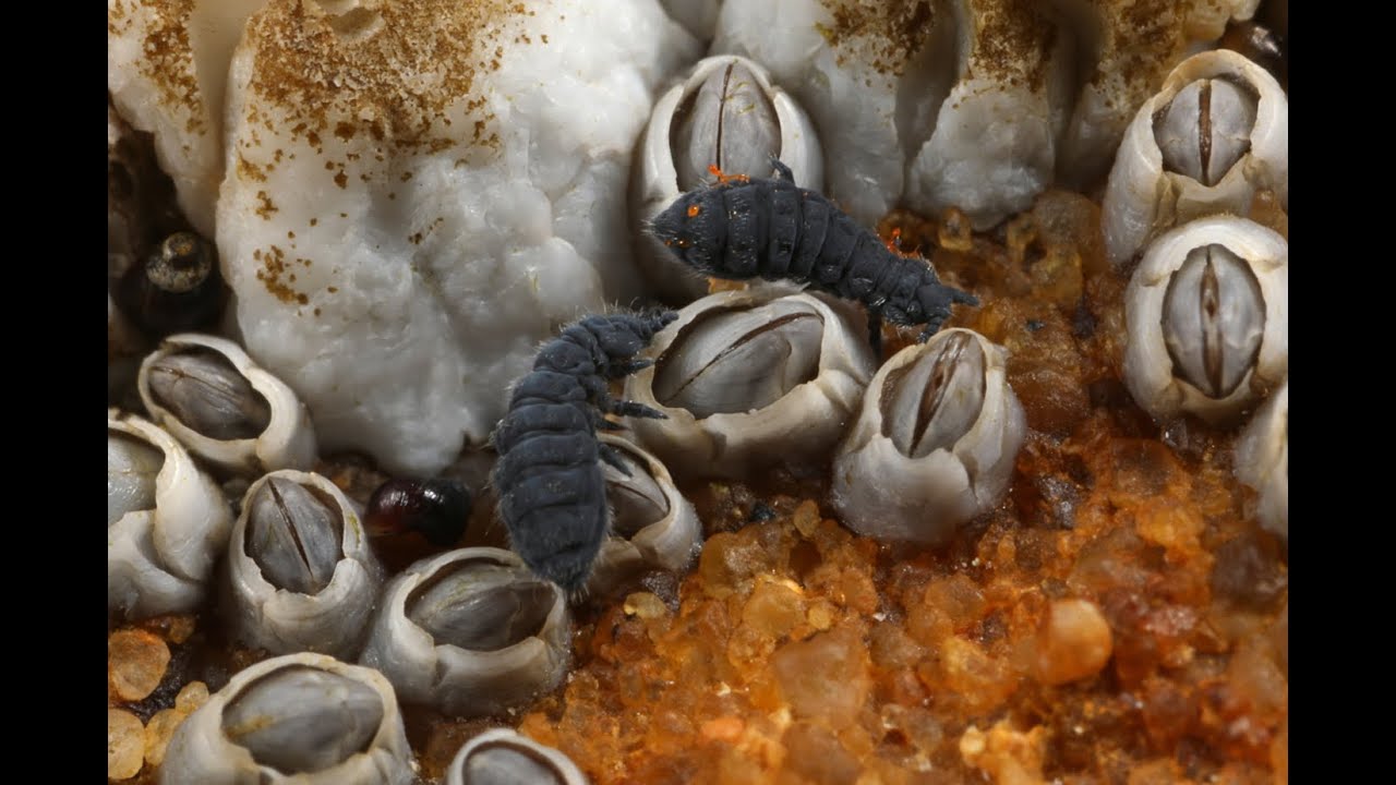 Marine springtails feeding on a barnacle - YouTube
