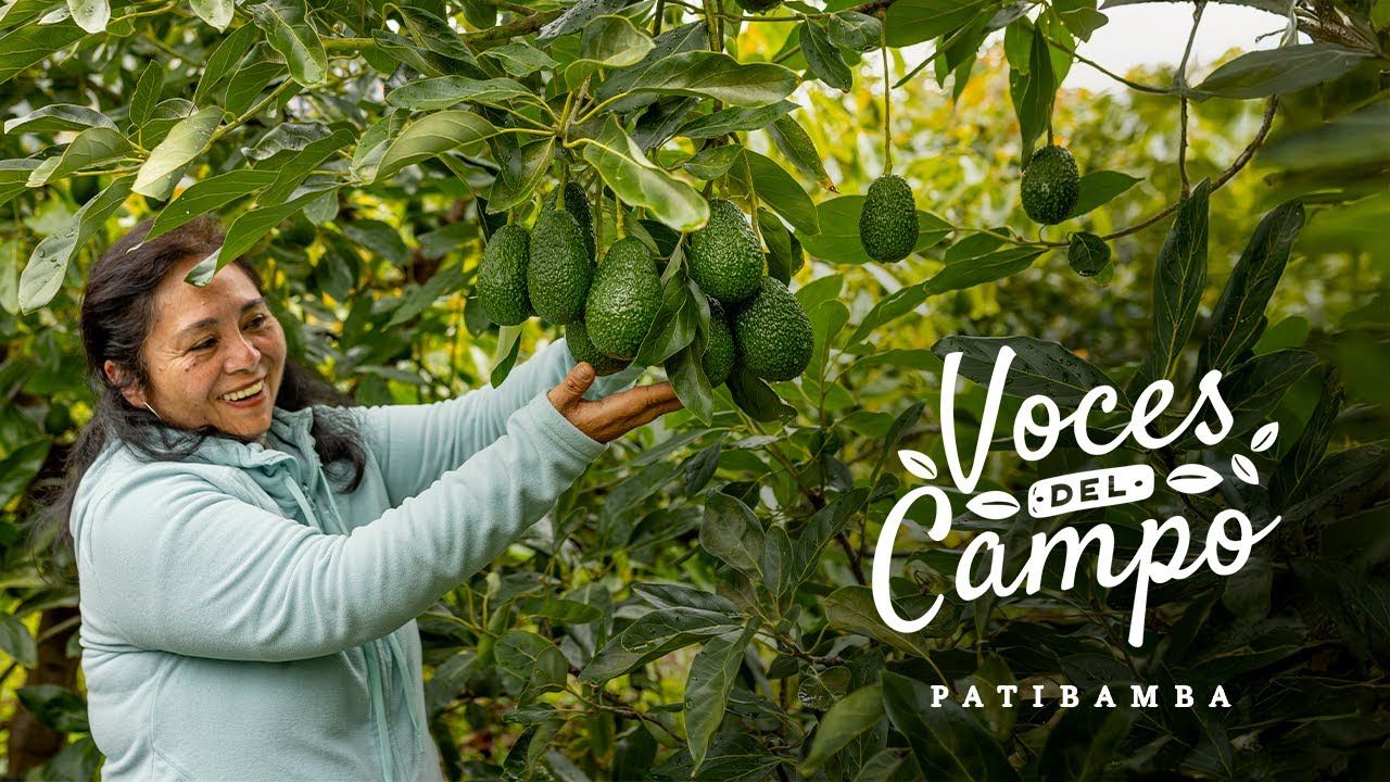 El cultivo de palta está transformando Patibamba