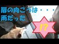 大好きなお外へ出ようとしたら大嫌いな雨だった時の柴犬の反応
