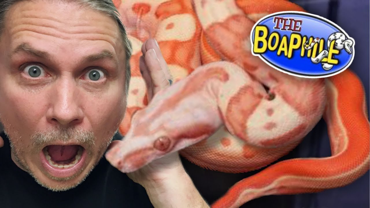 vlogs in spanish MEET THE RAREST BOA CONSTRICTOR COLLECTION IN THE WORLD!! | BRIAN BARCZYK