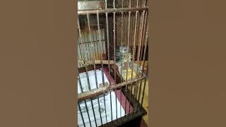 Anakan Tledekan Gunung asli Cianjur umur 12 hari