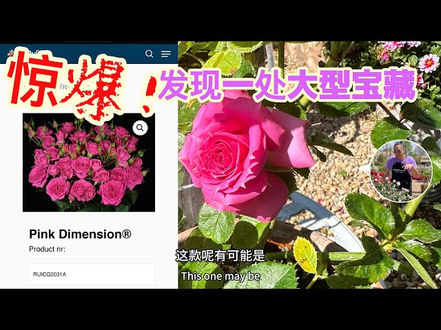 惊爆！发现巨宝盆！！不能错过玫瑰爱好者的宝藏哦！园艺篇668 - YouTube