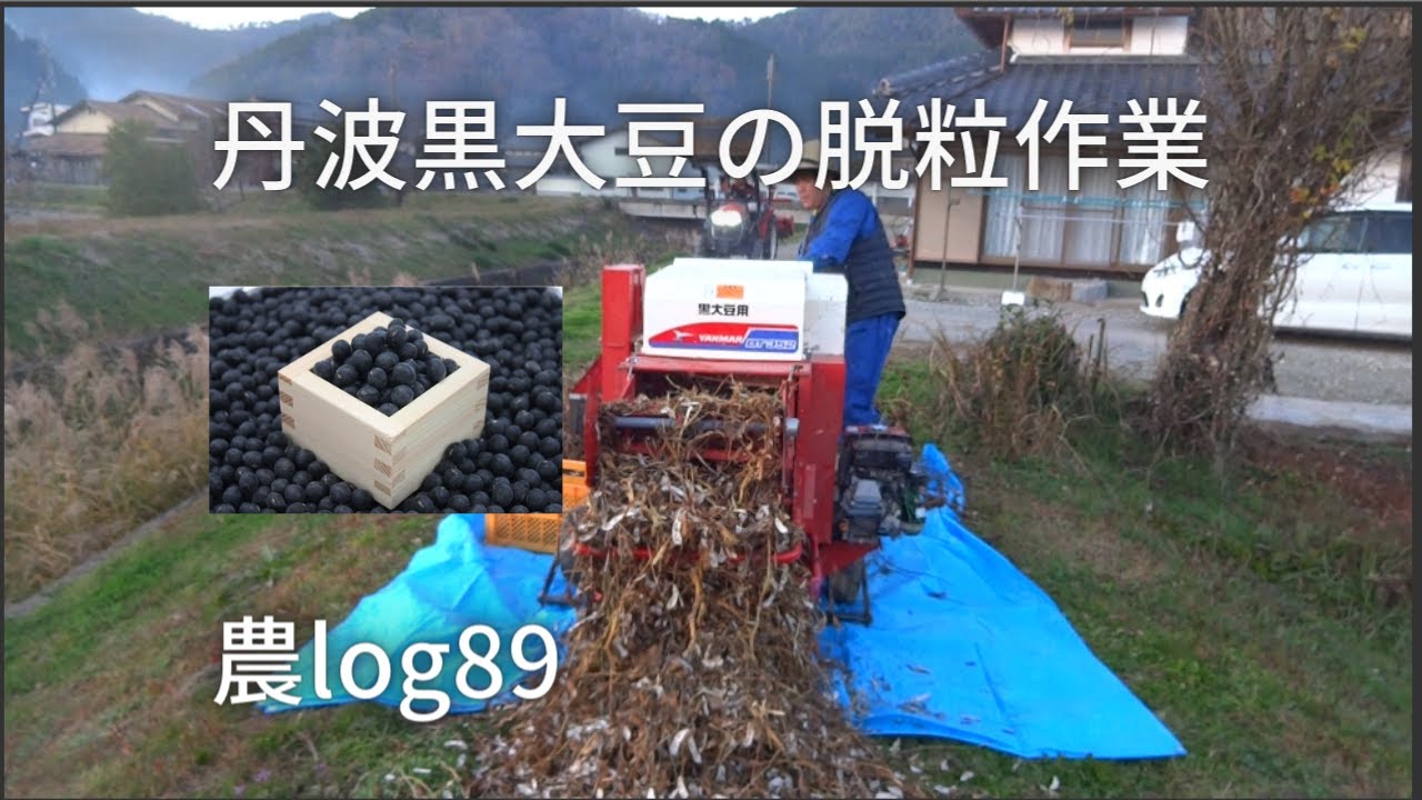 Threshing Tanba Black Soybeans - Farm Log 89 - YouTube
