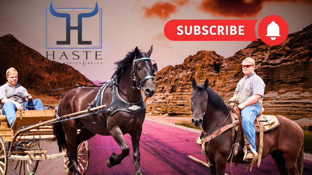 The Safest Ride & Drive Draft Cross Mare You’ll Ever Meet – One Unique Little Lady!”