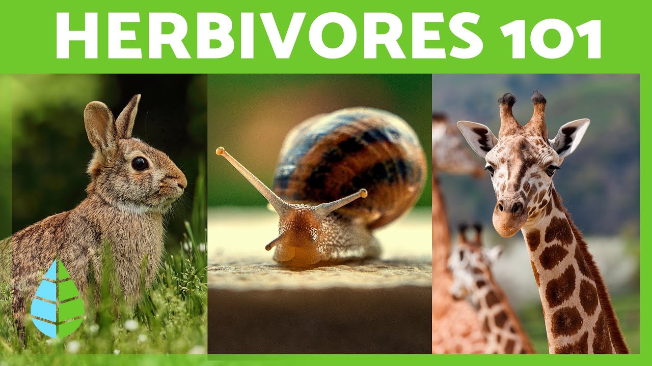 What are HERBIVOROUS ANIMALS? 🌿🐴 Definition, Types, and Examples YouTube