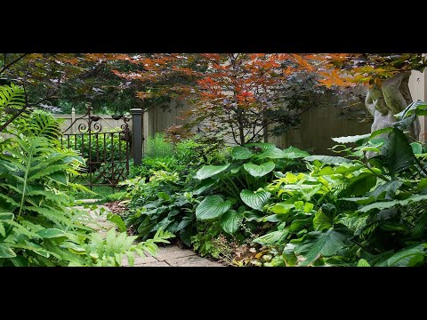 ვიდეო: Xeriscape ბაღის იდეები - ინფორმაცია Xeriscape Shade Gardens-ის შესახებ