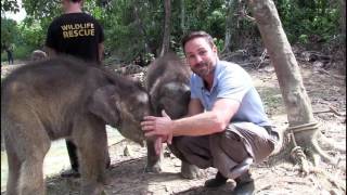 Pygmy Elephants Of Borneo: Conservation Of Endangered Species | NicholasDaines.com