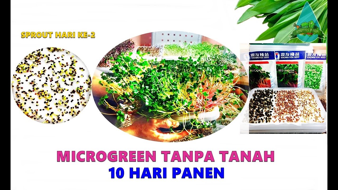 Cara Mudah Menanam Microgreen Tanpa Tanah 