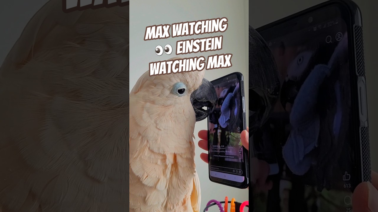 Max watching Einstein watching Max! #birdception @einsteinparrot