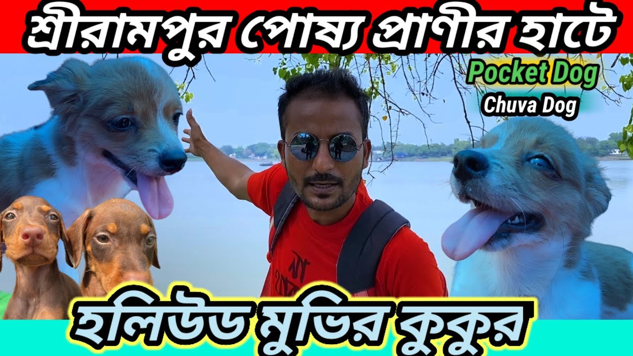 Serampore Pet Market  | Hooghly Shrirampur Pet Market  | Chuva ...