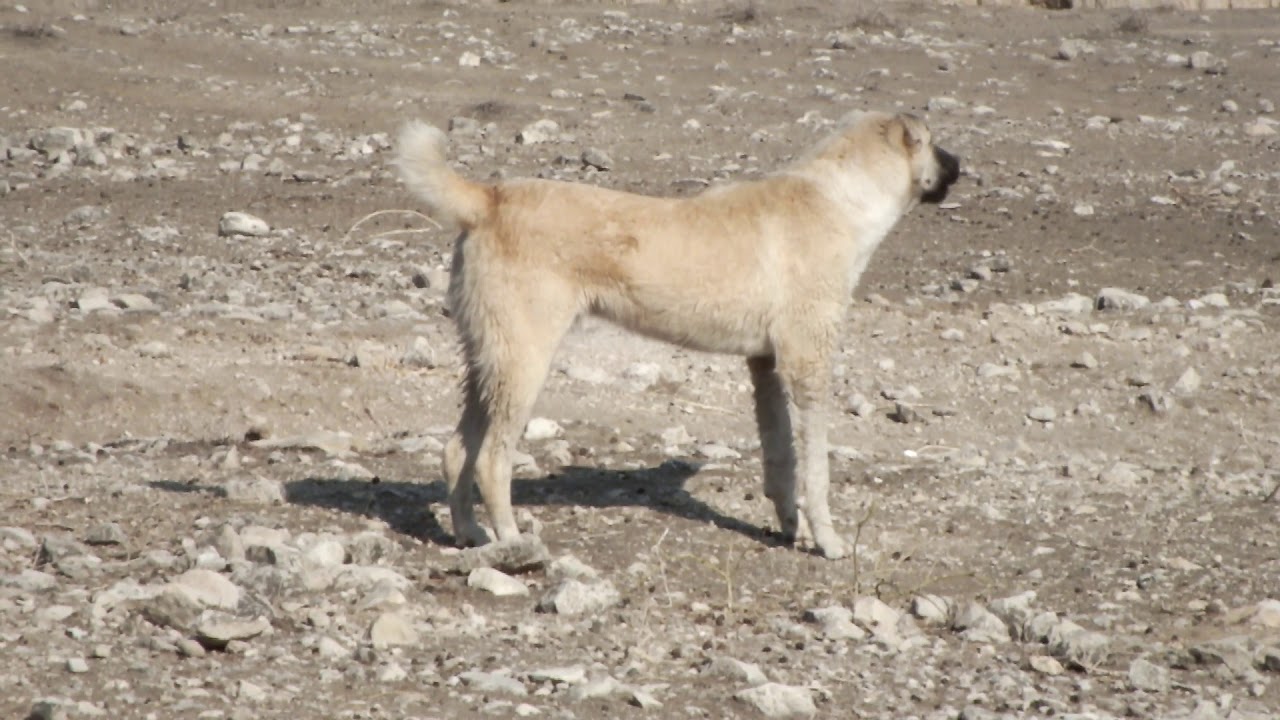 Таджик собаки. Аборигенная собака Таджикистан. Собака бой Таджикистан 2022. Собачий бой Таджикистан. Боевой таджикский собака.