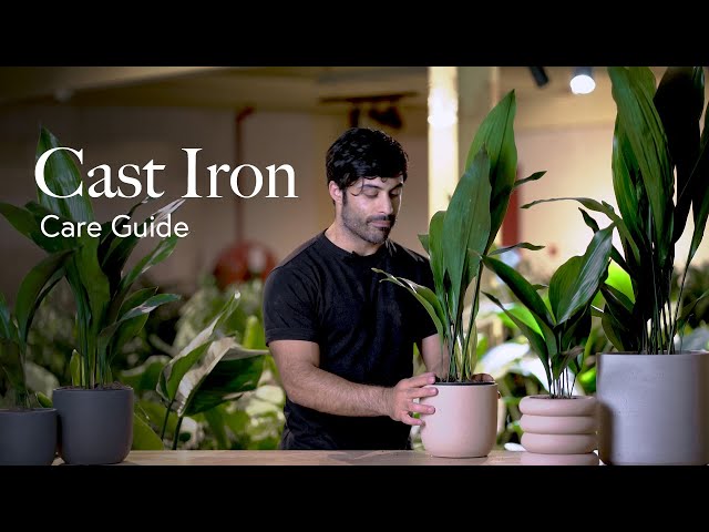 Cast Iron Plant Care Guide - Pick, Placing, and Parenting Your Plant -  YouTube