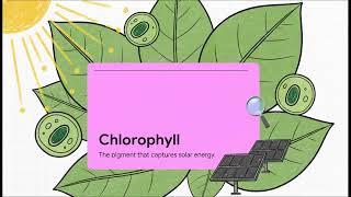 Nutrition in Plants | पौधों में पोषण