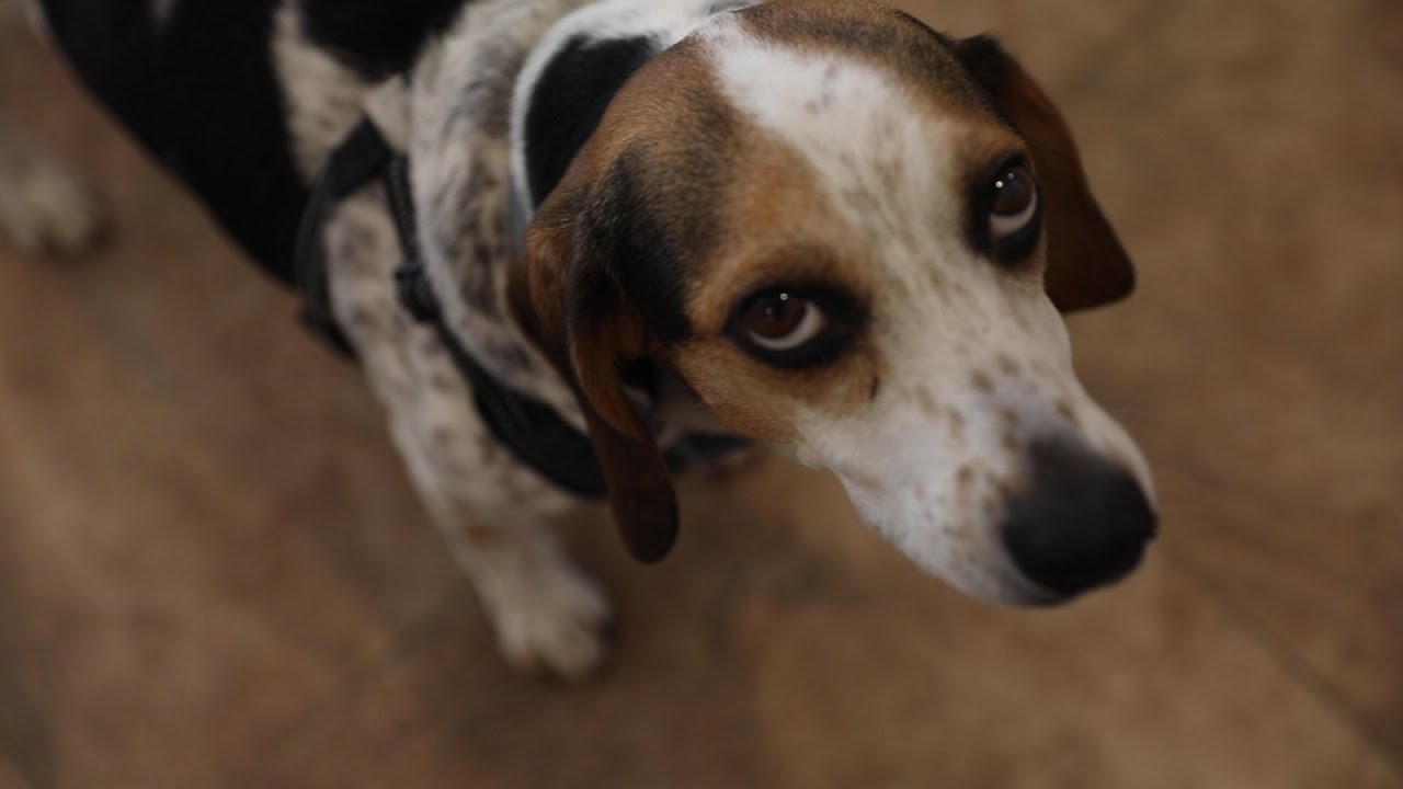 N.J. retirement home is a sanctuary for senior dogs YouTube