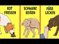 15 Seltsame Verhalten Von Hunden Erklärt!