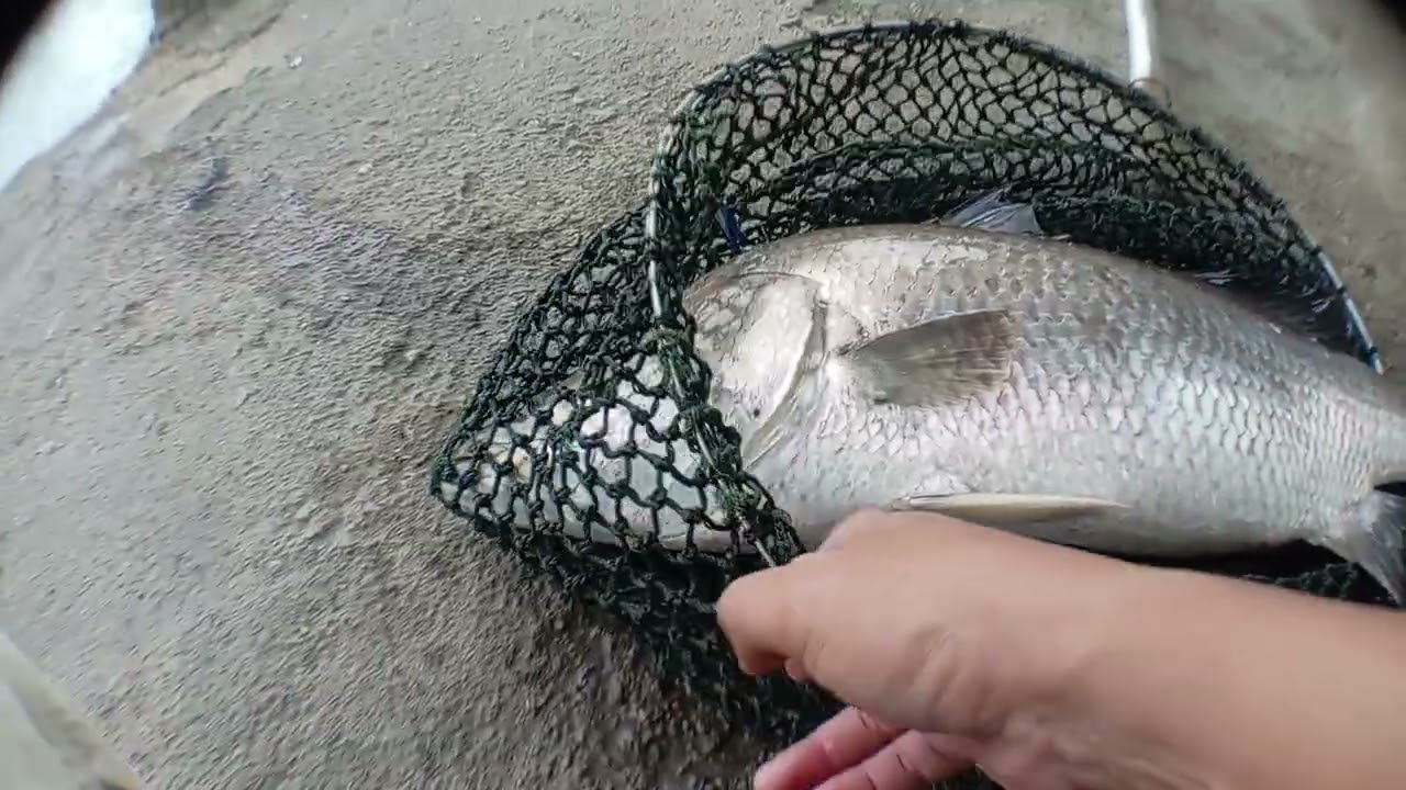 Rekod Terbaru..Terberat 2025