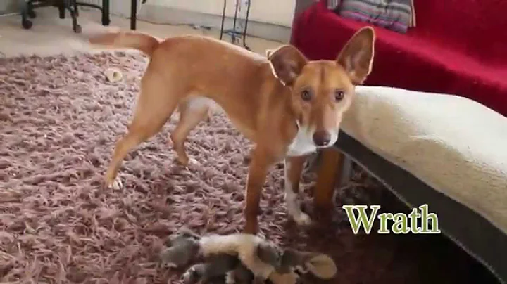 the 7 sins of the podenco