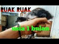 perkembangan burung ruak ruak